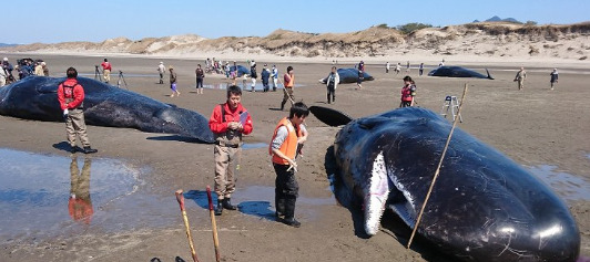 クジラ座礁現場